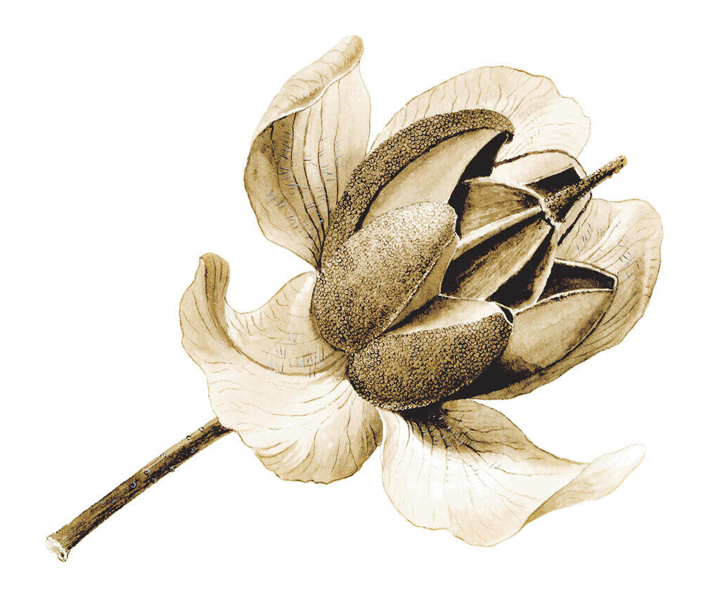 Rhododendron nuttallii by Lillian Snelling
