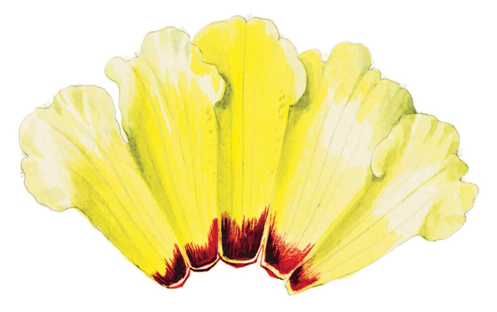 Rhododendron wightii by Lillian Snelling