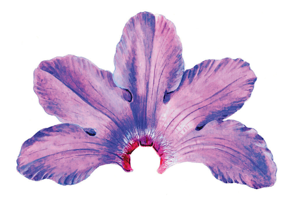 Rhododendron by Lillian Snelling